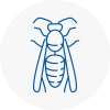 Southborough Wasp Nest Removal